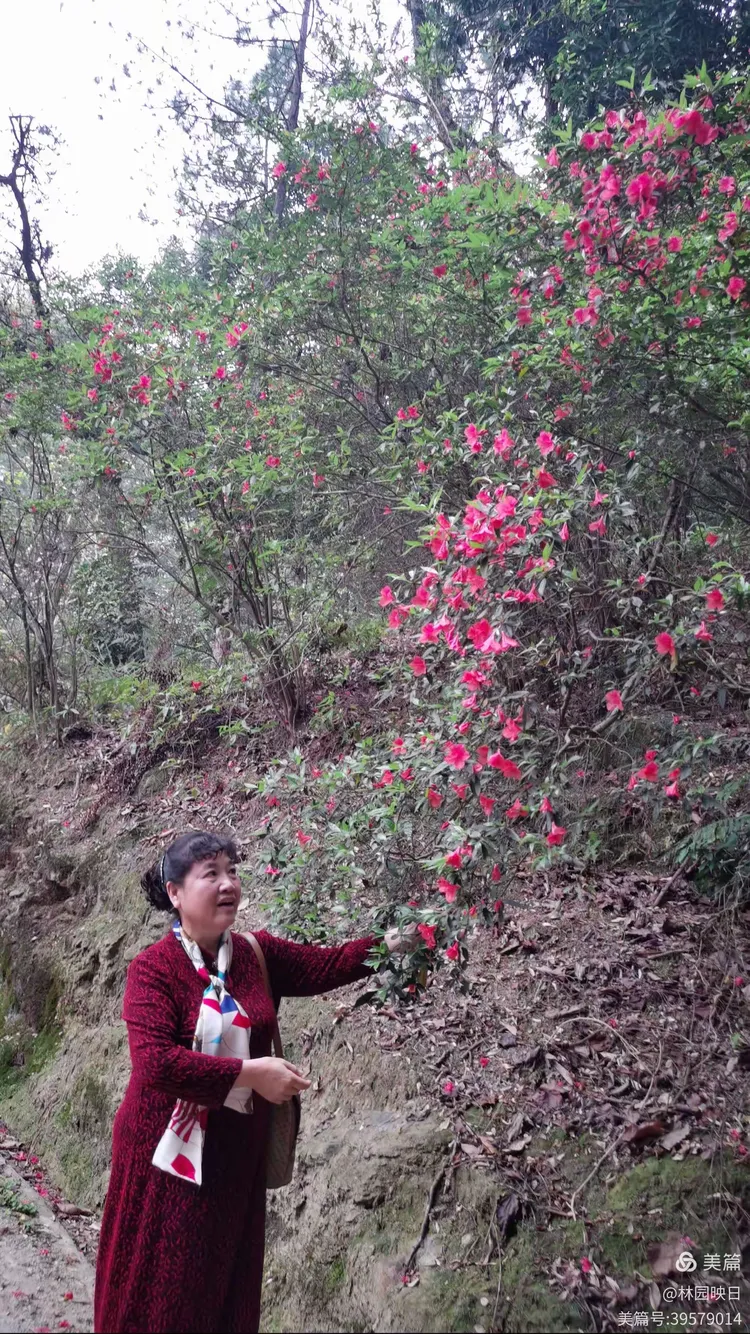 阳春三月揭西龙山风景区野生杜鹃花开了